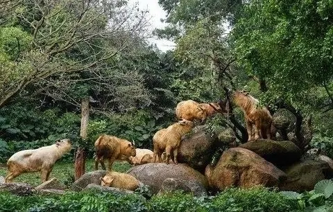 大熊猫的天敌是谁 大熊猫的天敌是什么(大熊猫有天敌吗 大熊猫有没有天敌)-第24张图片-爱游哥学习网