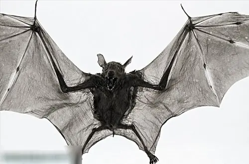 世界上有没有食人树呢？世界上有没有那个红色的小树叶的树-第2张图片-爱游哥学习网