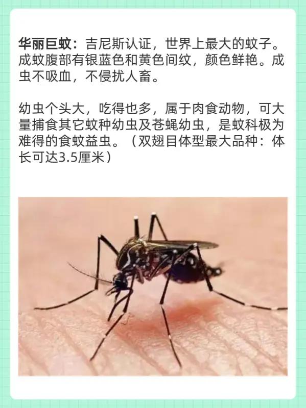 世界上最大的蚊子叫什么(世界上最大的蚊子是什么呢)-第2张图片-爱游哥学习网