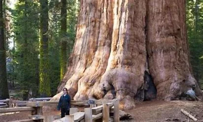 世界上有没有食人树呢？世界上有没有那个红色的小树叶的树-第13张图片-爱游哥学习网