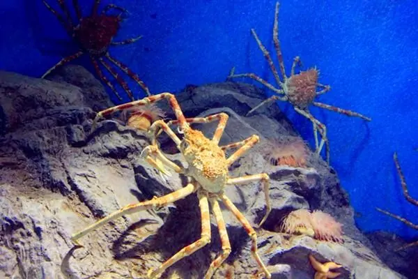 世界上最危险的螃蟹(世界上最危险的职业是什么？)-第8张图片-爱游哥学习网