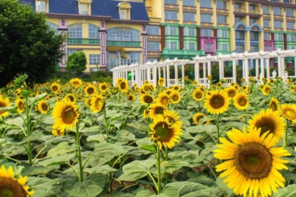 广州百万葵园什么时候去最美(广州百万葵园攻略,百万葵园好玩吗)-第3张图片-爱游哥学习网