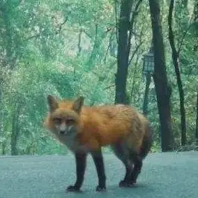 武汉大学医学职业技术学院有多大(武汉大学医学职业技术学院怎么样？)-第2张图片-爱游哥学习网