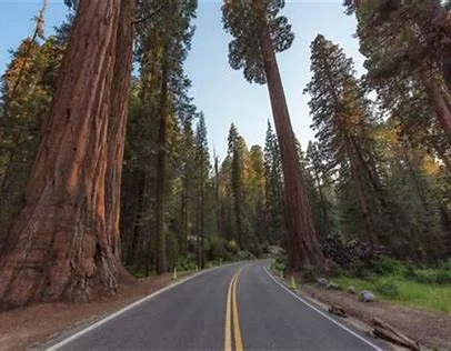 世界上有没有食人树呢？世界上有没有那个红色的小树叶的树-第14张图片-爱游哥学习网