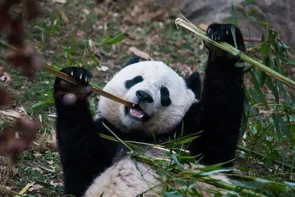 大熊猫的天敌是谁 大熊猫的天敌是什么(大熊猫有天敌吗 大熊猫有没有天敌)-第4张图片-爱游哥学习网