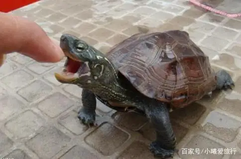 乌龟咬人有毒吗？需要怎么处理？小绿乌龟有毒吗,咬人吗-第6张图片-爱游哥学习网