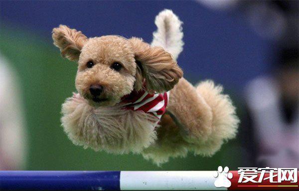 贵宾狗大概多少钱(狗狗可以说是咱们人类最好的朋友了,那么贵宾狗多少钱？)-第7张图片-爱游哥学习网