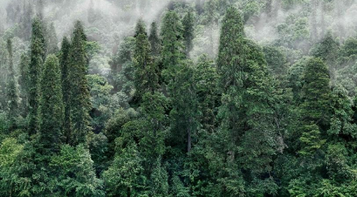 世界上有没有食人树呢？世界上有没有那个红色的小树叶的树-第9张图片-爱游哥学习网