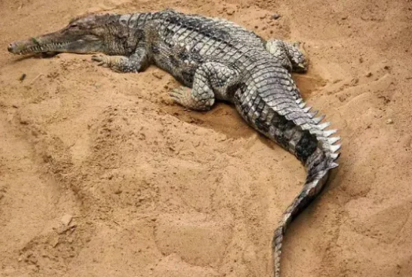 世界上最恐怖的动物有哪些？世界上最吓人的鳄鱼-第4张图片-爱游哥学习网
