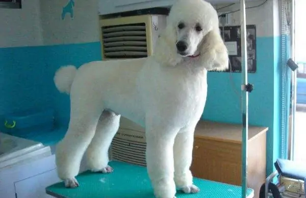 巨型贵宾犬和贵宾犬有什么区别巨型贵宾犬是泰迪吗？-第8张图片-爱游哥学习网