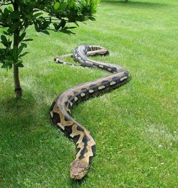 亚马逊巨蟒有多大(亚马逊巨蟒什么时候灭绝的)-第6张图片-爱游哥学习网