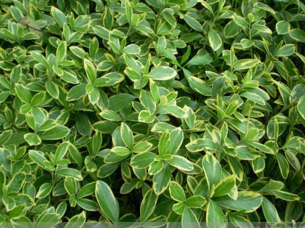 金边大叶黄杨的介绍(金边大叶黄杨的园艺用途)-第2张图片-爱游哥学习网