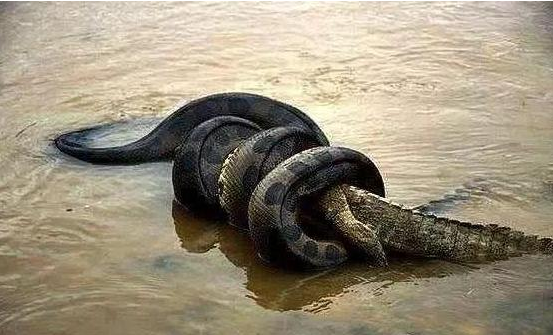 亚马逊巨蟒有多大(亚马逊巨蟒什么时候灭绝的)