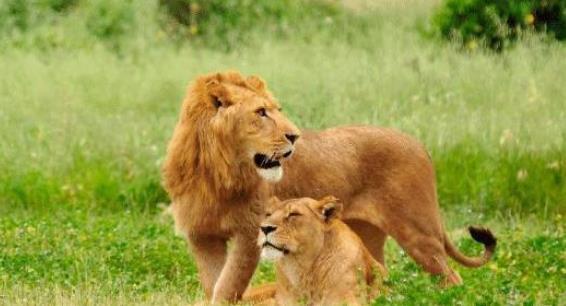 大熊猫的天敌是谁 大熊猫的天敌是什么(大熊猫有天敌吗 大熊猫有没有天敌)-第3张图片-爱游哥学习网