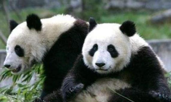 大熊猫的天敌是谁 大熊猫的天敌是什么(大熊猫有天敌吗 大熊猫有没有天敌)-第2张图片-爱游哥学习网