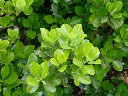 金边大叶黄杨的介绍(金边大叶黄杨的园艺用途)-第7张图片-爱游哥学习网