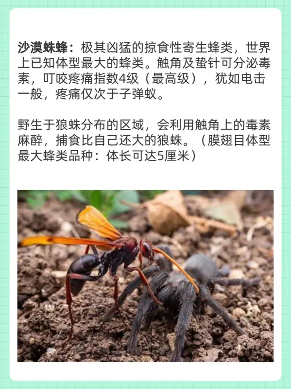 世界上最大的蚊子叫什么(世界上最大的蚊子是什么呢)-第4张图片-爱游哥学习网