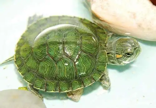 乌龟咬人有毒吗？需要怎么处理？小绿乌龟有毒吗,咬人吗-第5张图片-爱游哥学习网