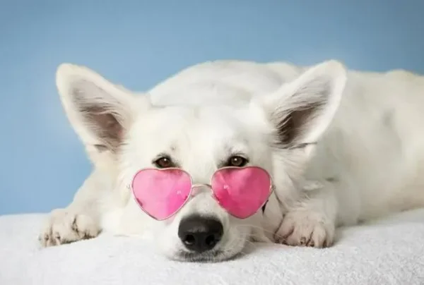 细菌性皮肤病是如何引起的呢？细菌性皮肤病的种类有哪些？-第17张图片-爱游哥学习网