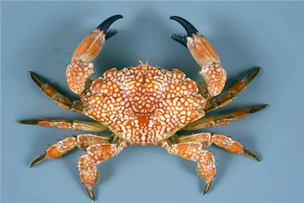 世界上最危险的螃蟹(世界上最危险的职业是什么？)-第2张图片-爱游哥学习网