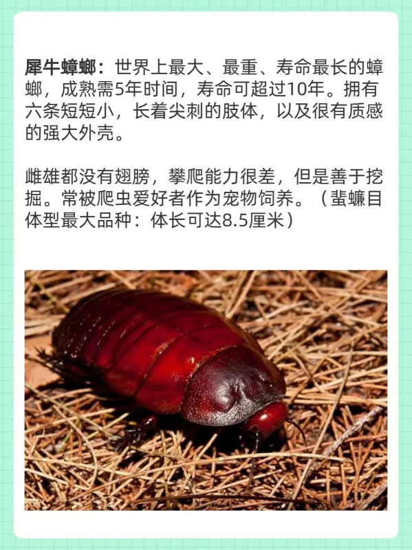 世界上最大的蚊子叫什么(世界上最大的蚊子是什么呢)-第5张图片-爱游哥学习网