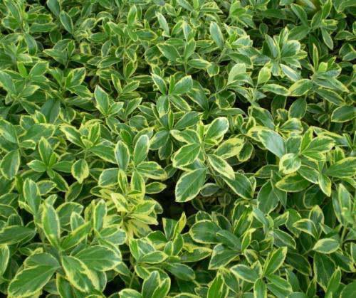 金边大叶黄杨的介绍(金边大叶黄杨的园艺用途)-第8张图片-爱游哥学习网