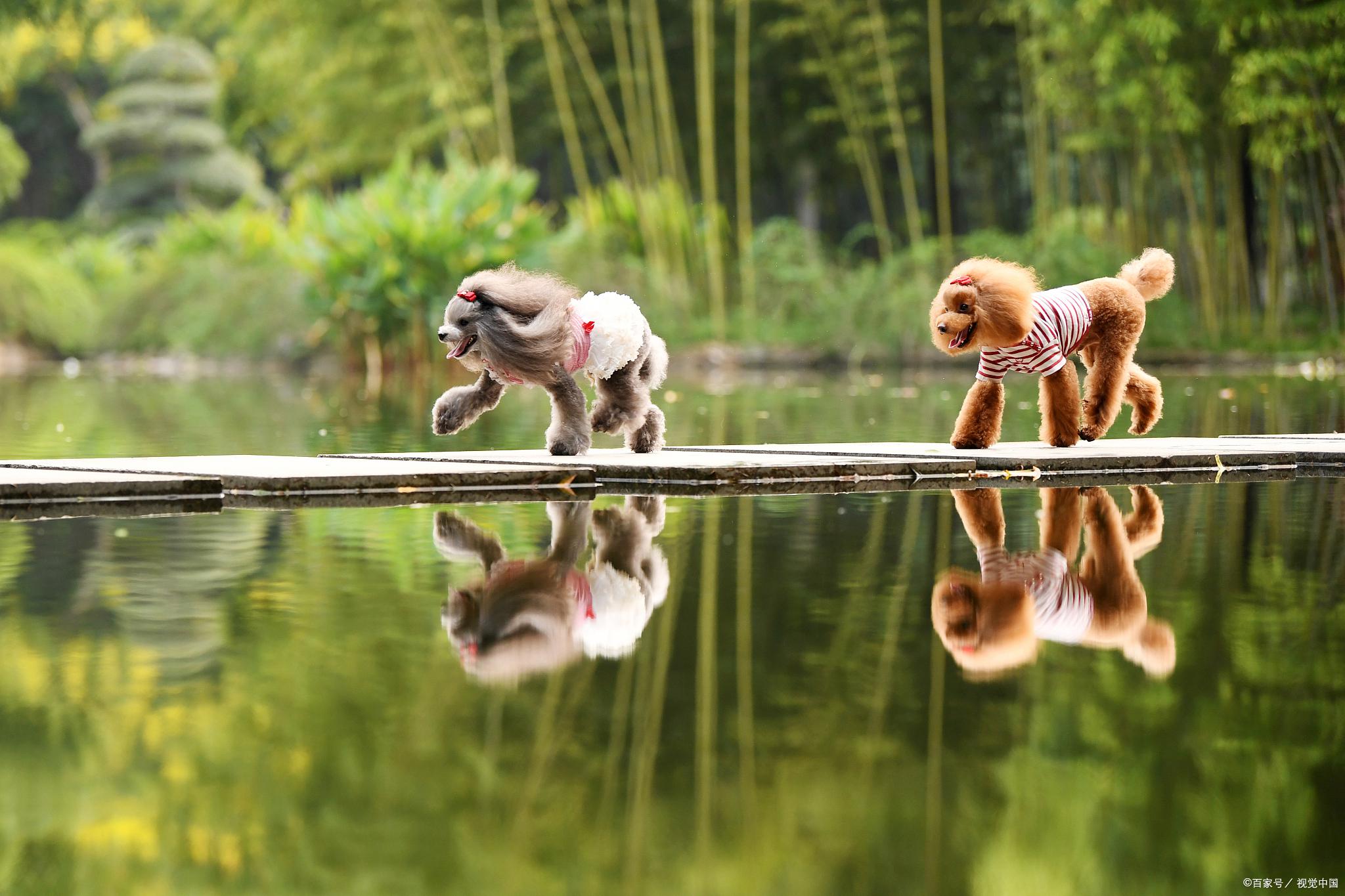 巨型贵宾犬和贵宾犬有什么区别巨型贵宾犬是泰迪吗？-第2张图片-爱游哥学习网