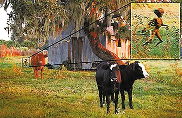 世界上有没有食人树呢？世界上有没有那个红色的小树叶的树-第4张图片-爱游哥学习网