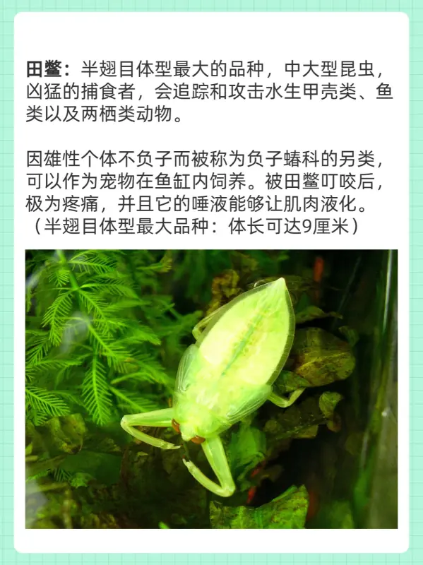 世界上最大的蚊子叫什么(世界上最大的蚊子是什么呢)-第6张图片-爱游哥学习网