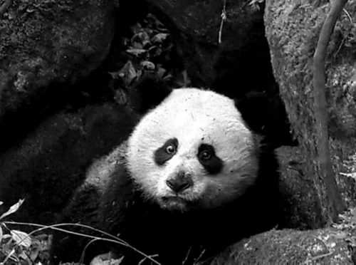 大熊猫的天敌是谁 大熊猫的天敌是什么(大熊猫有天敌吗 大熊猫有没有天敌)-第21张图片-爱游哥学习网