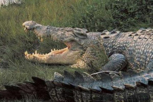 世界上最恐怖的动物有哪些？世界上最吓人的鳄鱼-第3张图片-爱游哥学习网