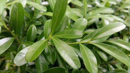 金边大叶黄杨的介绍(金边大叶黄杨的园艺用途)-第5张图片-爱游哥学习网