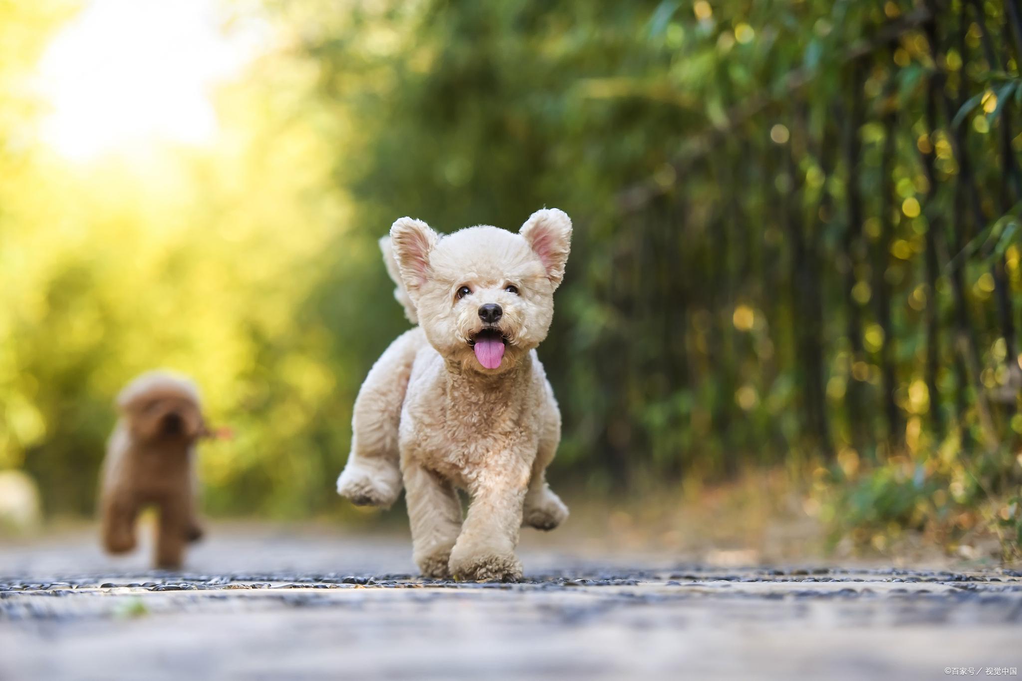 巨型贵宾犬和贵宾犬有什么区别巨型贵宾犬是泰迪吗？-第3张图片-爱游哥学习网
