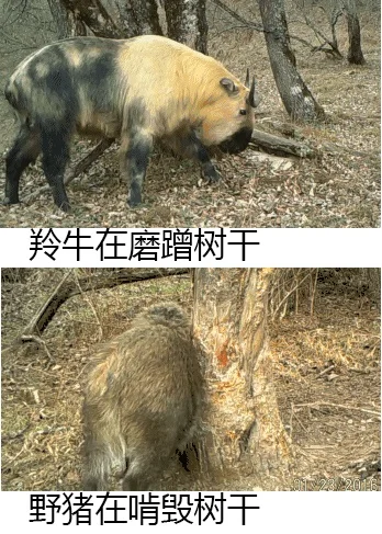 大熊猫的天敌是谁 大熊猫的天敌是什么(大熊猫有天敌吗 大熊猫有没有天敌)-第23张图片-爱游哥学习网