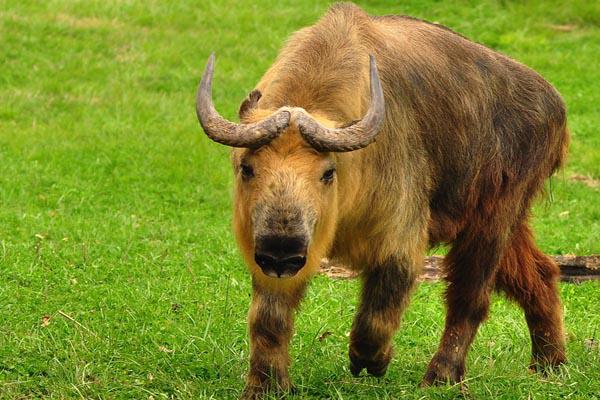 大熊猫的天敌是谁 大熊猫的天敌是什么(大熊猫有天敌吗 大熊猫有没有天敌)-第9张图片-爱游哥学习网