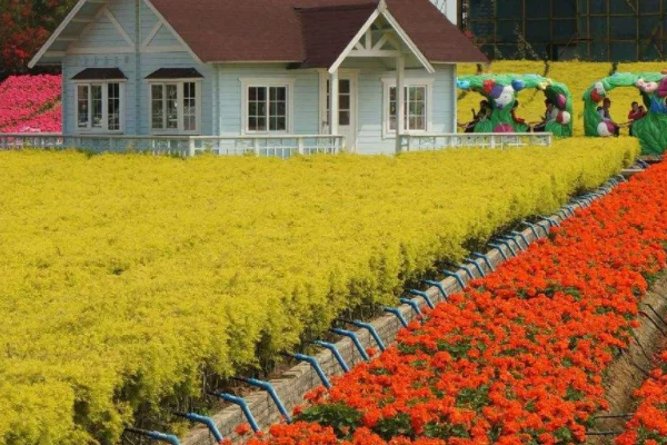 广州百万葵园什么时候去最美(广州百万葵园攻略,百万葵园好玩吗)-第2张图片-爱游哥学习网