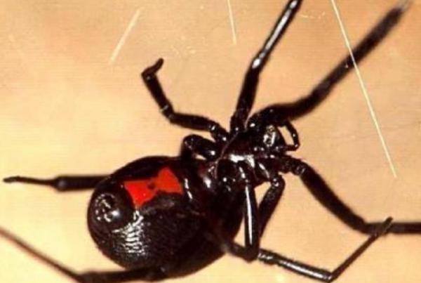 世界上最恐怖的动物有哪些？世界上最吓人的鳄鱼