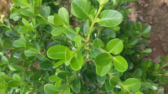 金边大叶黄杨的介绍(金边大叶黄杨的园艺用途)-第6张图片-爱游哥学习网