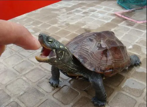 乌龟咬人有毒吗？需要怎么处理？小绿乌龟有毒吗,咬人吗