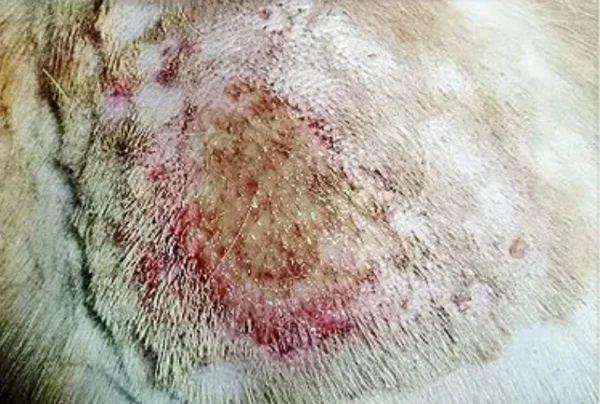 细菌性皮肤病是如何引起的呢？细菌性皮肤病的种类有哪些？-第11张图片-爱游哥学习网