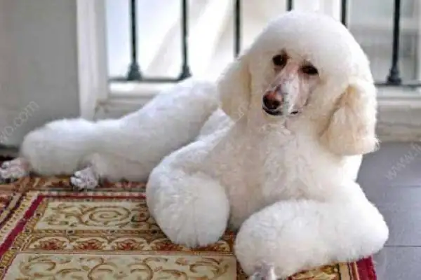 巨型贵宾犬和贵宾犬有什么区别巨型贵宾犬是泰迪吗？-第5张图片-爱游哥学习网