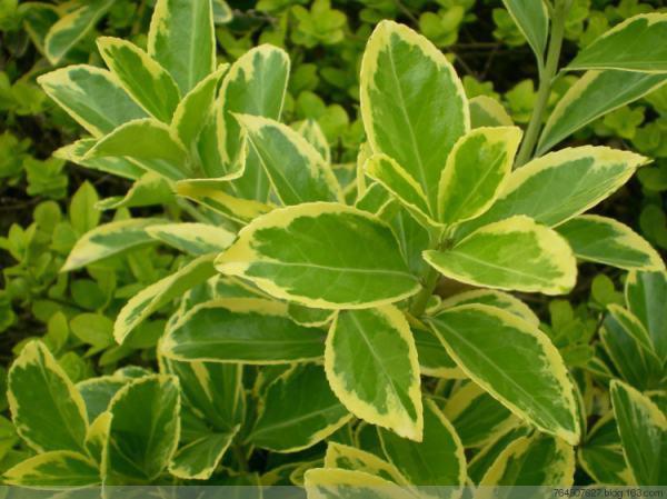 金边大叶黄杨的介绍(金边大叶黄杨的园艺用途)