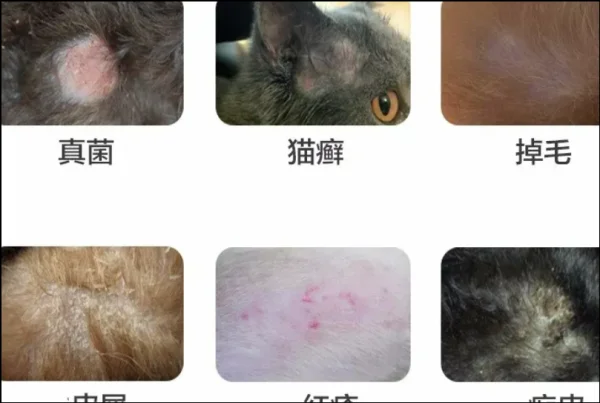 细菌性皮肤病是如何引起的呢？细菌性皮肤病的种类有哪些？-第3张图片-爱游哥学习网