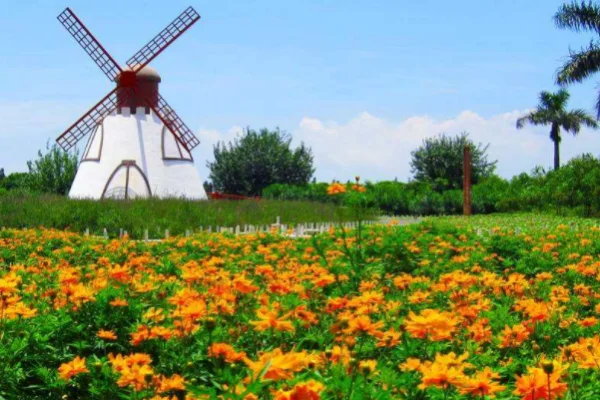 广州百万葵园什么时候去最美(广州百万葵园攻略,百万葵园好玩吗)