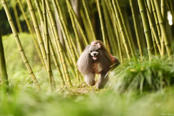 贵宾狗大概多少钱(狗狗可以说是咱们人类最好的朋友了,那么贵宾狗多少钱？)-第4张图片-爱游哥学习网