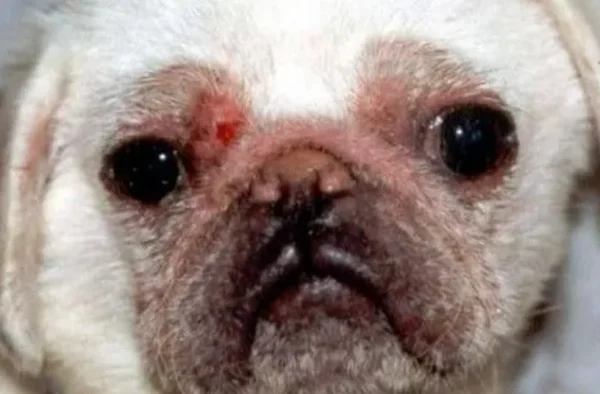 细菌性皮肤病是如何引起的呢？细菌性皮肤病的种类有哪些？-第7张图片-爱游哥学习网