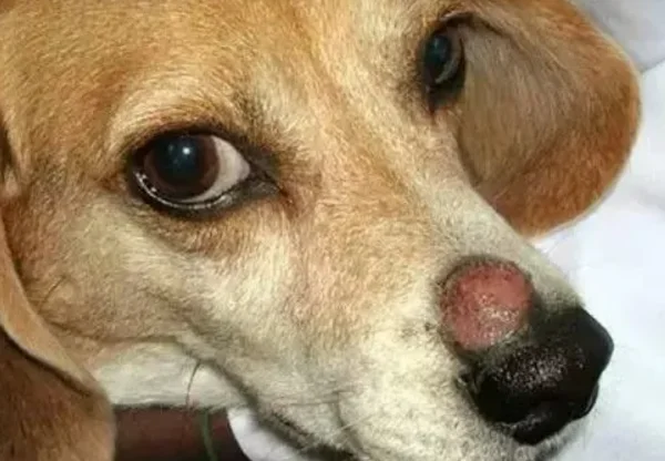 细菌性皮肤病是如何引起的呢？细菌性皮肤病的种类有哪些？-第4张图片-爱游哥学习网