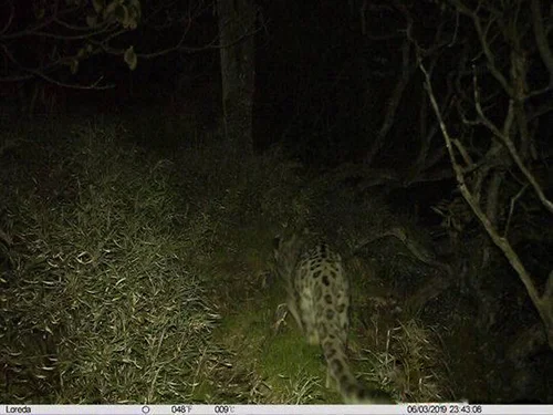 大熊猫的天敌是谁 大熊猫的天敌是什么(大熊猫有天敌吗 大熊猫有没有天敌)-第15张图片-爱游哥学习网