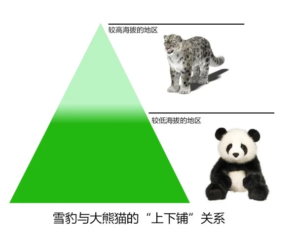 大熊猫的天敌是谁 大熊猫的天敌是什么(大熊猫有天敌吗 大熊猫有没有天敌)-第17张图片-爱游哥学习网