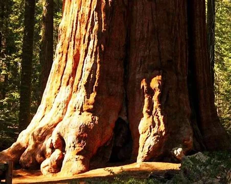 世界上有没有食人树呢？世界上有没有那个红色的小树叶的树-第12张图片-爱游哥学习网